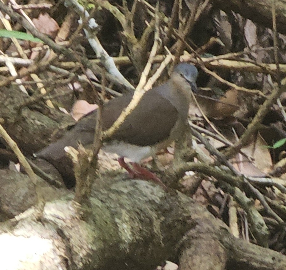 Grey-headed Dove (Leptotila plumbeiceps), photo 6