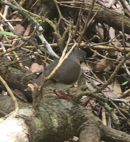 Grey-headed Dove (Leptotila plumbeiceps), photo 7