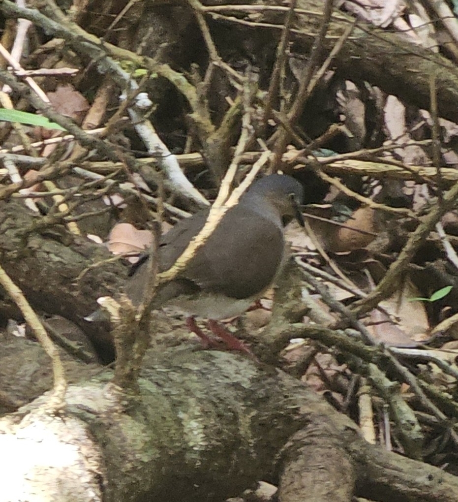 Grey-headed Dove (Leptotila plumbeiceps), photo 7