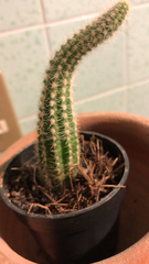 Lobivia silvestrii