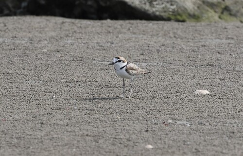 Malaysian Plover (Anarhynchus peronii), photo 7