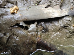 Leptodactylus albilabris