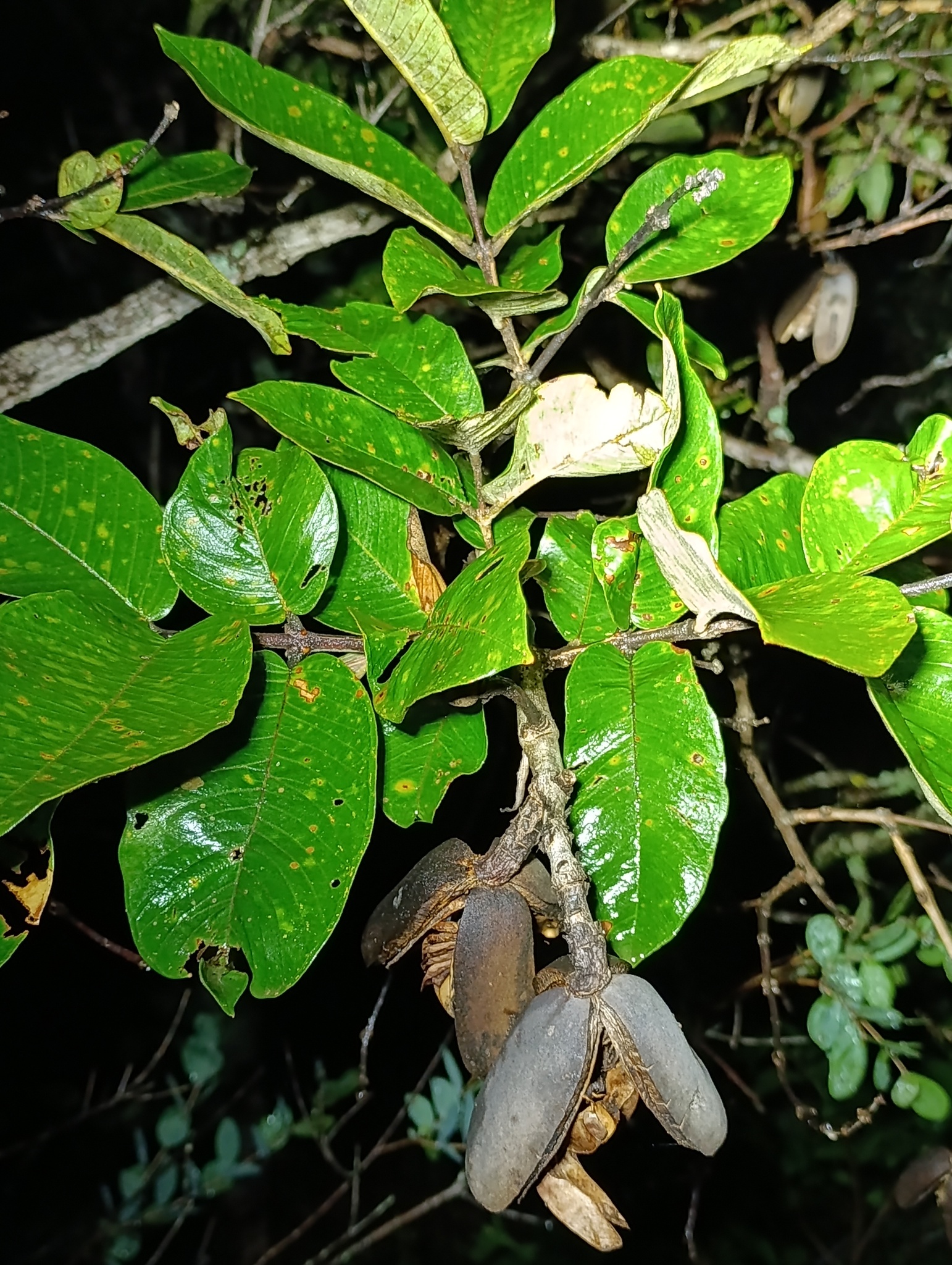 Qualea grandiflora