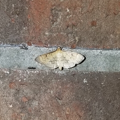 Herpetogramma fluctuosalis