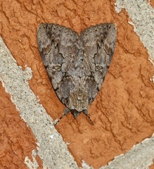 Catocala amatrix