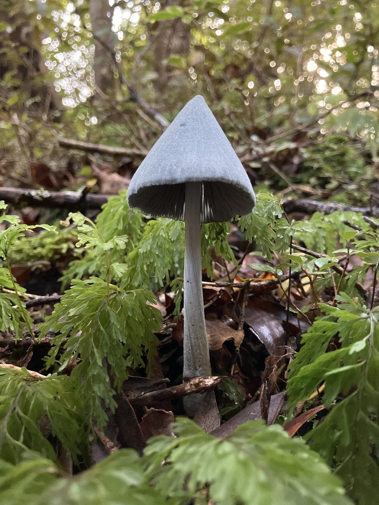 Entoloma hochstetteri · April 2025 · photo: © gregs (iNaturalist, CC)
