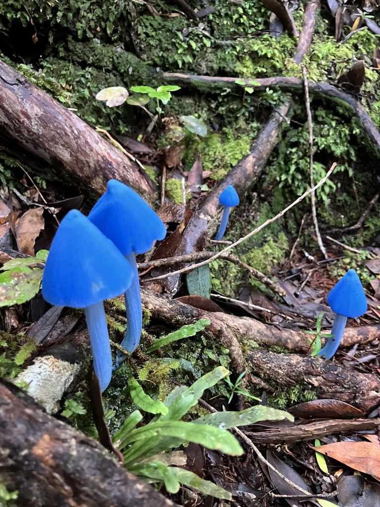 Entoloma hochstetteri · April 2025 · photo: © gregs (iNaturalist, CC)