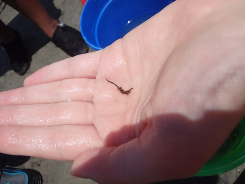 Northern Seahorse photographed in North Carolina