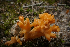 Ramaria capitata
