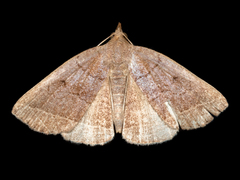 Zanclognatha obscuripennis