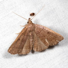 Zanclognatha obscuripennis