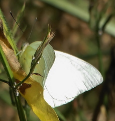 Dixeia charina
