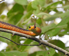 Chironius spixii