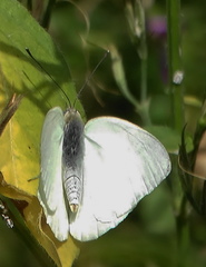 Dixeia charina