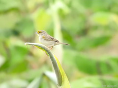 Ammodramus aurifrons