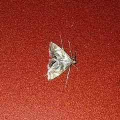 Chrysendeton medicinalis