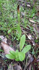 Pterostylis cucullata