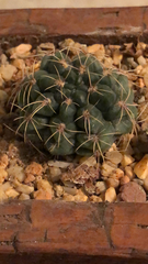Gymnocalycium