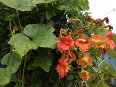 Campsis grandiflora