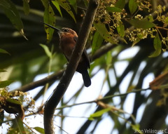 Brachygalba lugubris