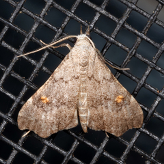 Redectis pygmaea