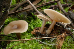 Singerocybe clitocyboides