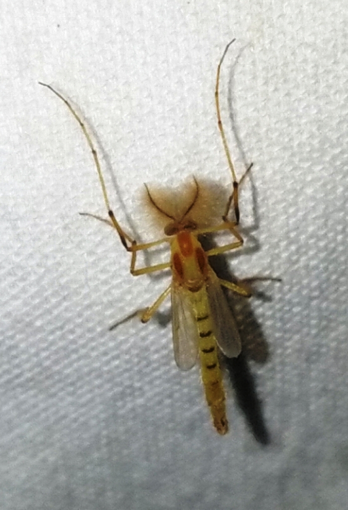 Axarus festivus from Palo Pinto County, TX, USA on August 13, 2019 at ...