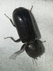 Apatides fortis