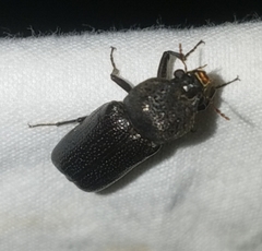 Apatides fortis