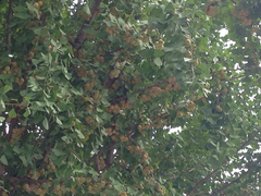 Ginkgo biloba