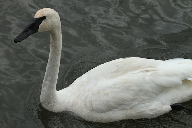 Trumpeter Swan (Cygne trompette) (Oiseaux du Québec) · iNaturalist