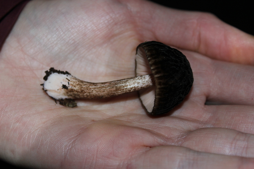 Pluteus perroseus · March 2025 · photo: © joedillon (iNaturalist, cc-by)