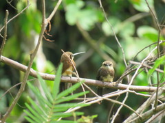 Brachygalba lugubris