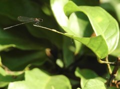 Prodasineura autumnalis