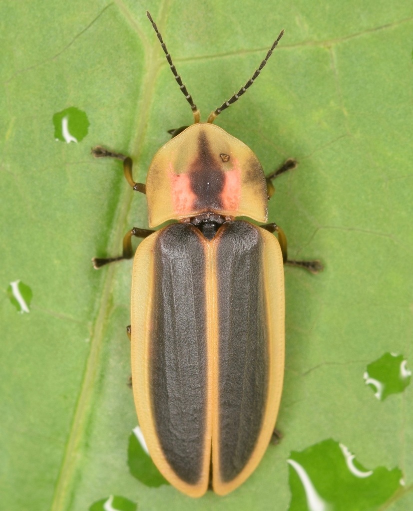 Say's Firefly