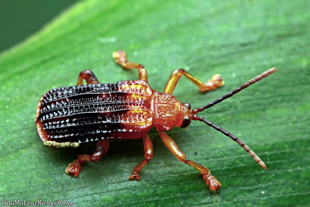 Gonophora xanthomela