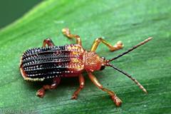 Gonophora xanthomela