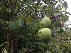 Pseudocydonia sinensis