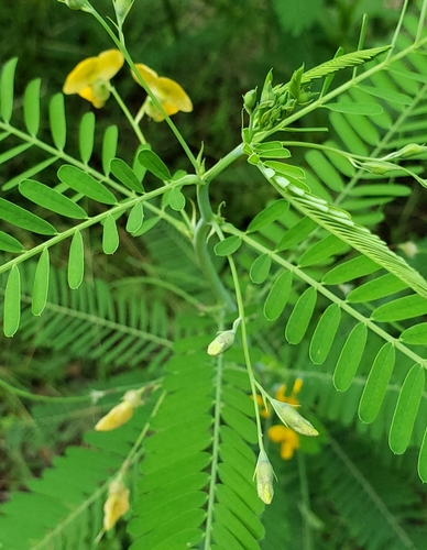 Sesbania herbacea
