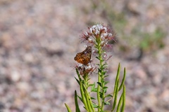 Polanisia dodecandra trachysperma