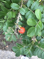 Rosa rugosa