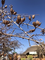 Hymenodictyon parvifolium parvifolium
