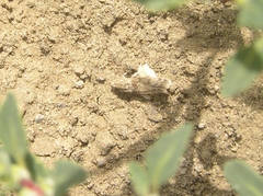 Ancylosis undulatella