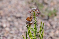 Polanisia dodecandra trachysperma