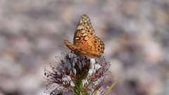 Polanisia dodecandra trachysperma