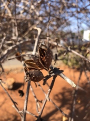 Hymenodictyon parvifolium parvifolium
