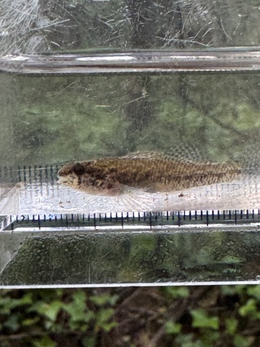 Carolina darter (Etheostoma collis) — Percidae