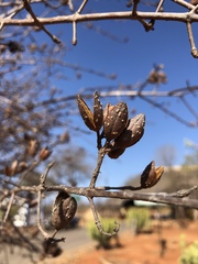 Hymenodictyon parvifolium parvifolium