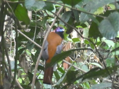 Harpactes diardii diardii