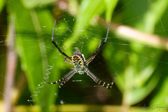 Argiope catenulata